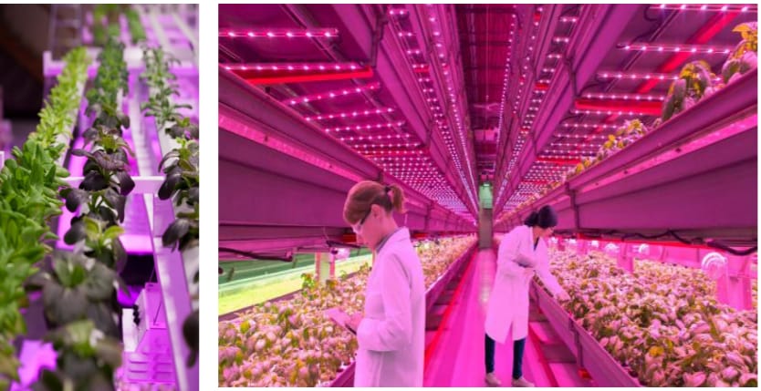 ams OSRAM LED blanches Horti carrées OSLON®