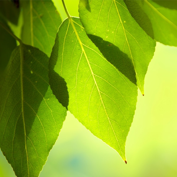 Responsabilité environnementale